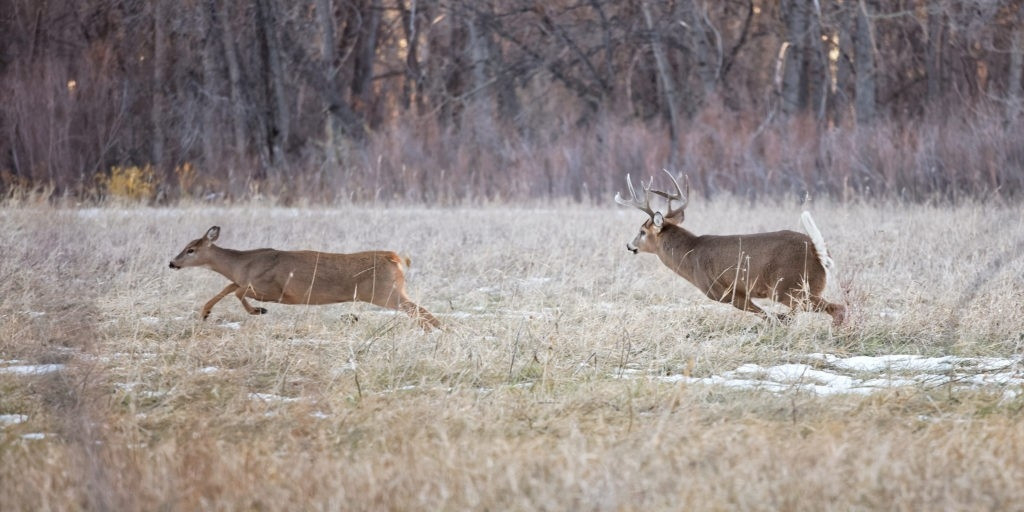 When Is 2021 Whitetail Rut Predicted | Calendar Template-Michigan 2021 Deer Hunting Outlook