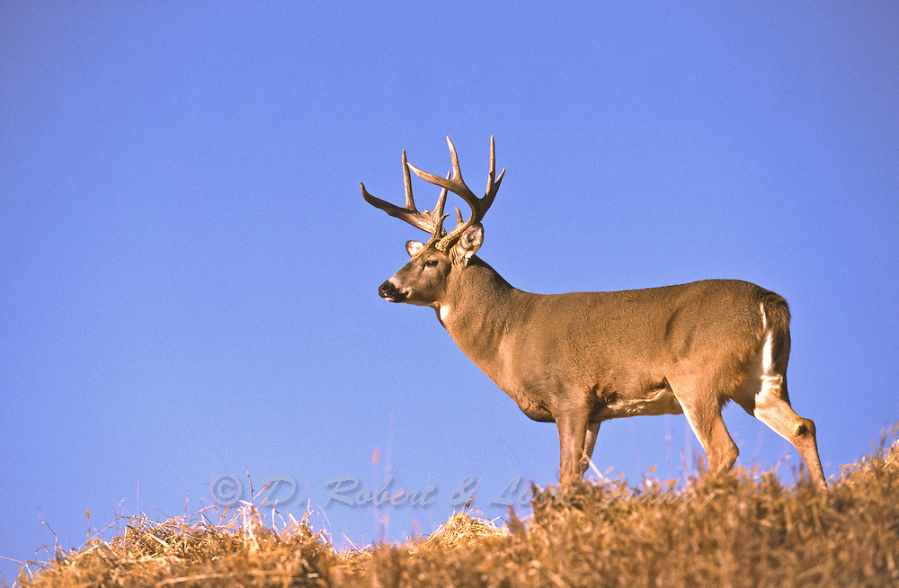 Whitetail Buck During The Autumn Rut In Minnesota-When Is The Whitetail Rut In Wisconsin