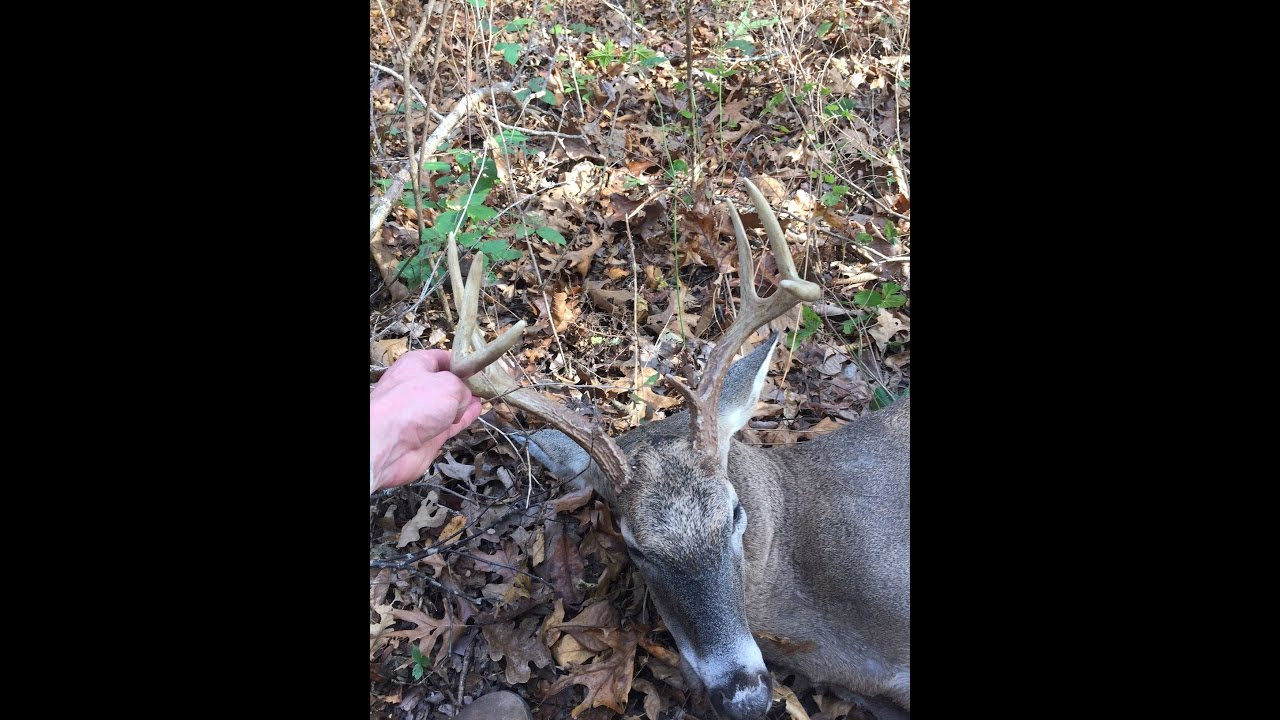 Whitetail Deer Hunting W/ Bow On Public Land (Self Filmed-Rut In Wv 2021