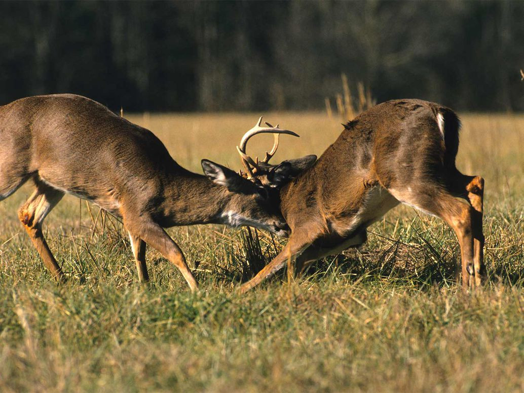Whitetail Rut In Texas 2021 | Calendar Printables Free Blank-Deer Rut In October 2021