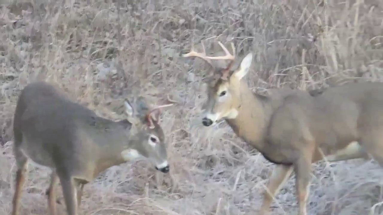 Vadnais Heights Mn Deer Rut November 26, 2017 - Youtube-Mn Deer 2021 Rut Timing