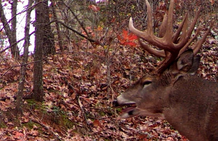 2017 Critical Pre Rut Whitetail Forecast Alert | Whitetail-2021 Wisconsin Rut Predictions