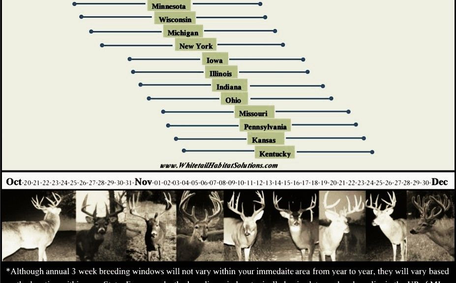 2018 Whitetail Rut Forecast And Hunting Guide | Whitetail-Deer &amp;amp; Deer Hunting Rut Calendar