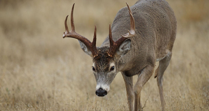 2020-21 Oklahoma Deer Season Dates | Oklahoma Hunting-Ohio 2021 Deer Rut