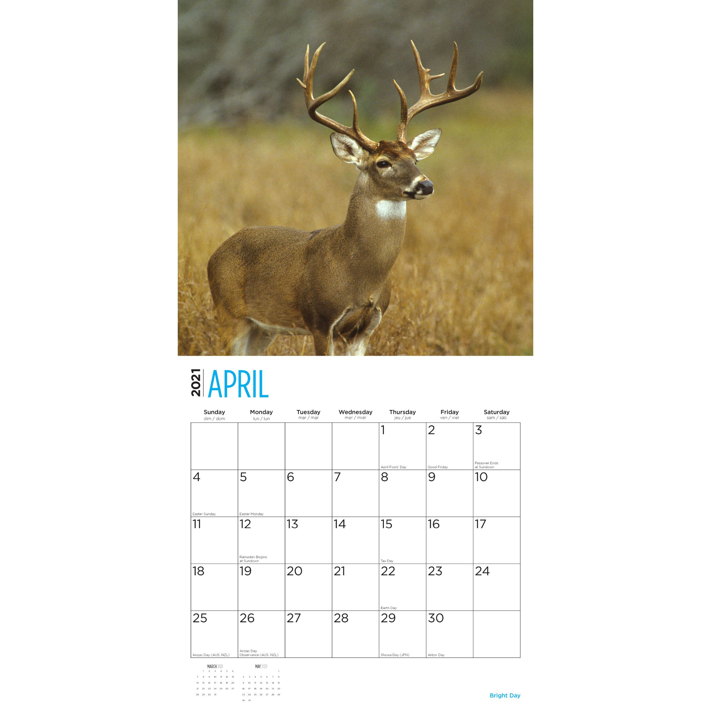 2021 Whitetail Deer Wall Calendar - Bright Day Calendars-Deer And Deer Hunting 2021 Whitetail Calendar