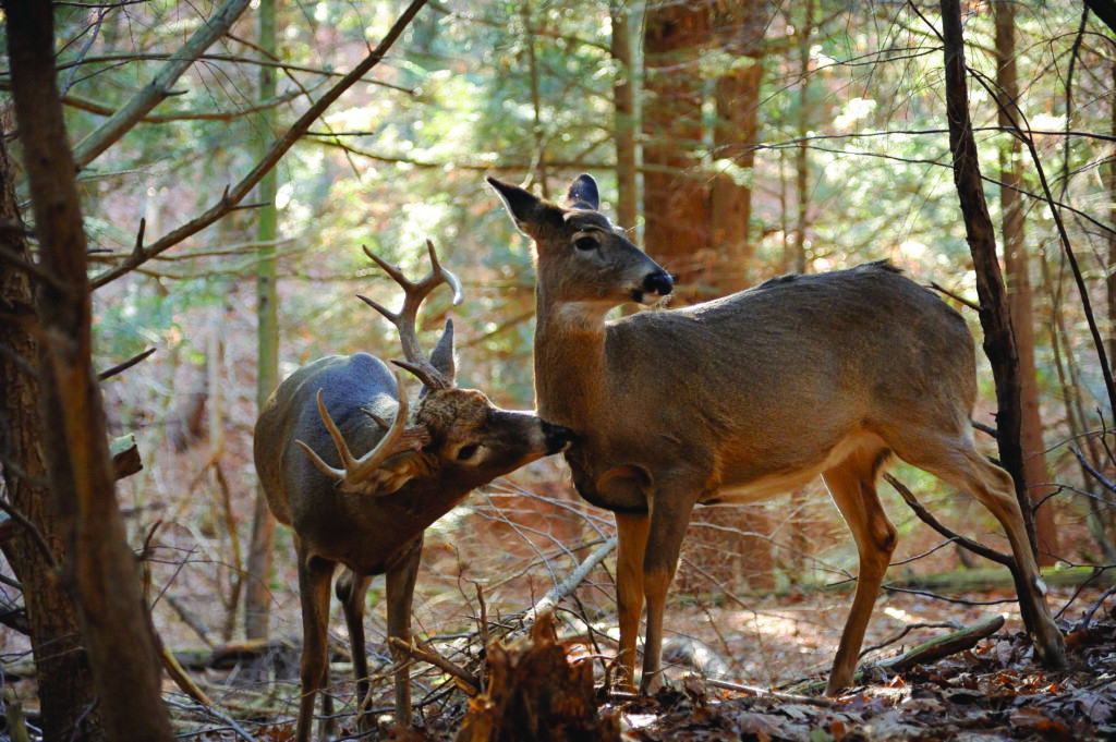 Indiana Whitetail Rut Predicutions 2021 Calendar Template Printable