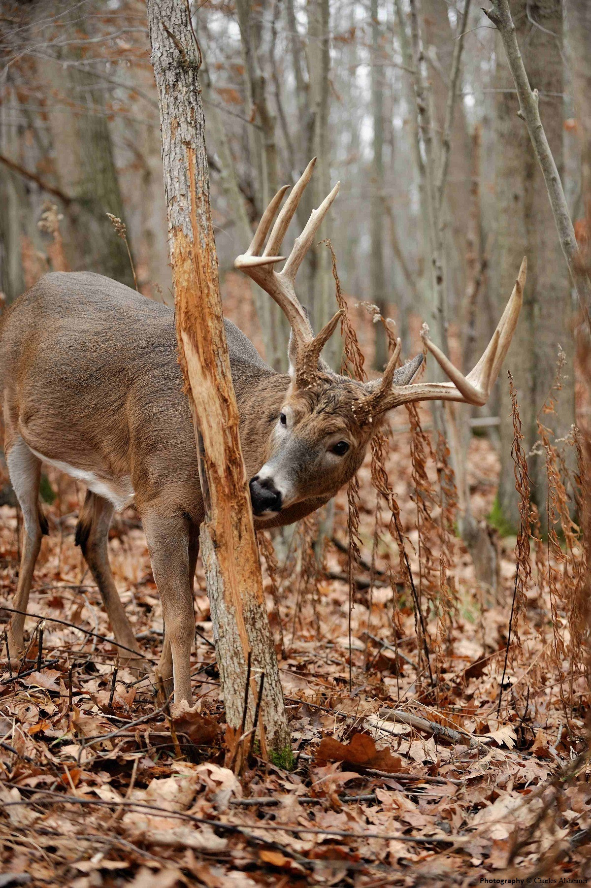 Art Lander&#039;S Outdoors: White-Tailed Deer Rut Full Of-What Is The Whitetail Rut Prediction For 2021