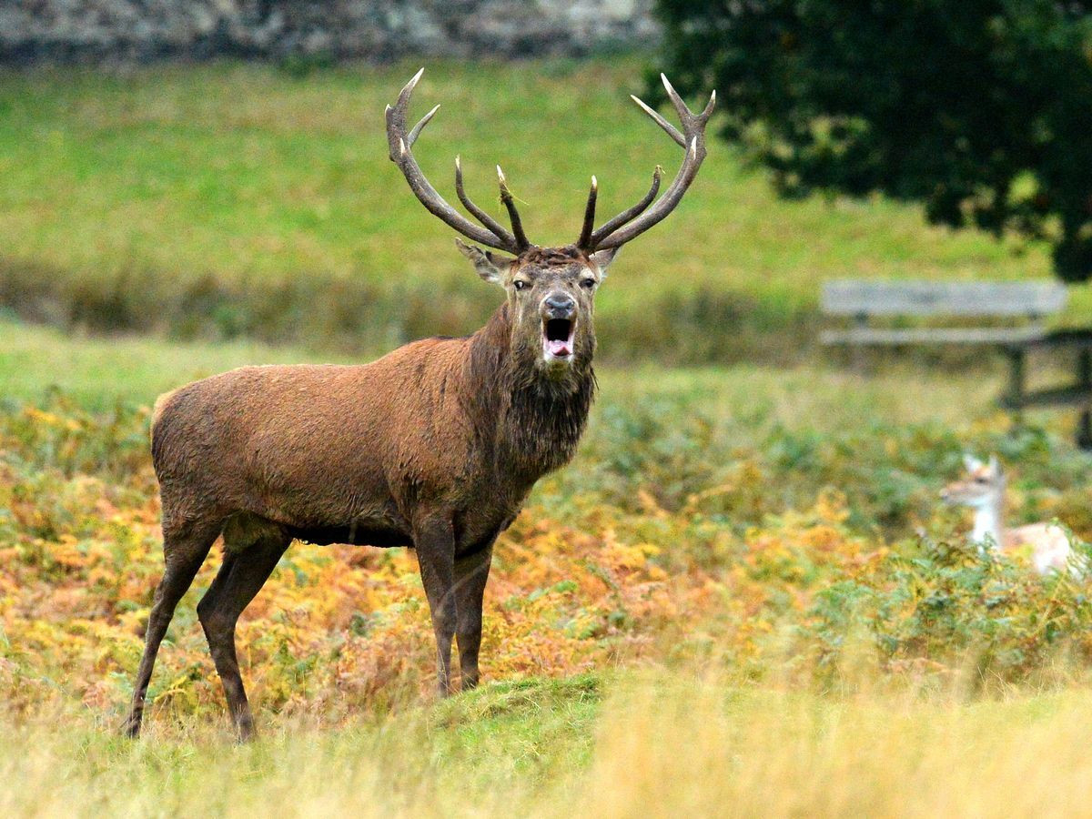 Bradgate Park Issues Warning Over 'Aggressive Male Deer In-Lousiana Deer Rut For 2021