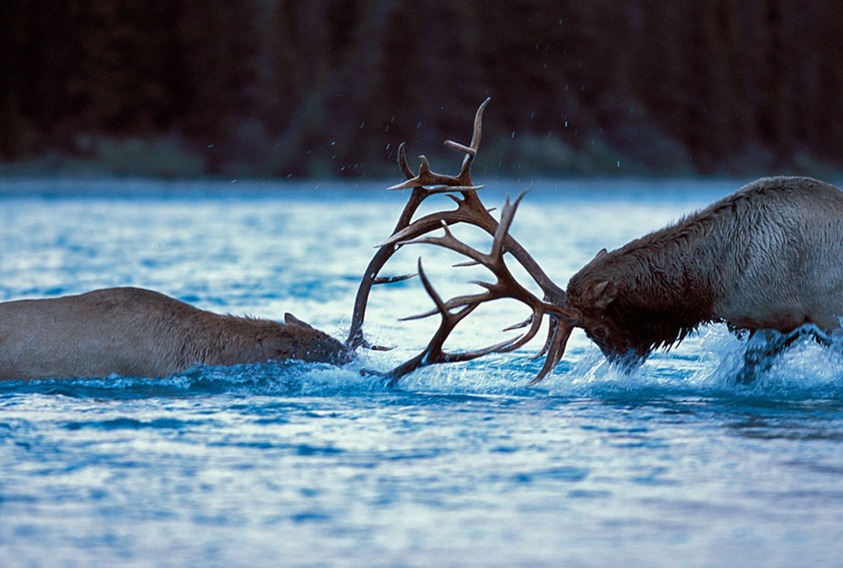 Bulls In Rut: Elk Fighting Behavior Captured In Photos-Ohio 2021 Deer Rut