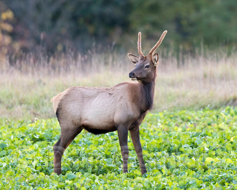 Dan Gomola Wildlife Photography | 2017 Pa Elk Rut-When Does Deer Rut Start In Pa