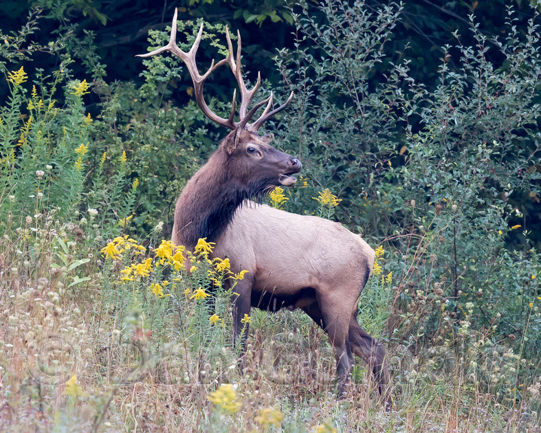 Dan Gomola Wildlife Photography | 2017 Pa Elk Rut-When Does Deer Rut Start In Pa