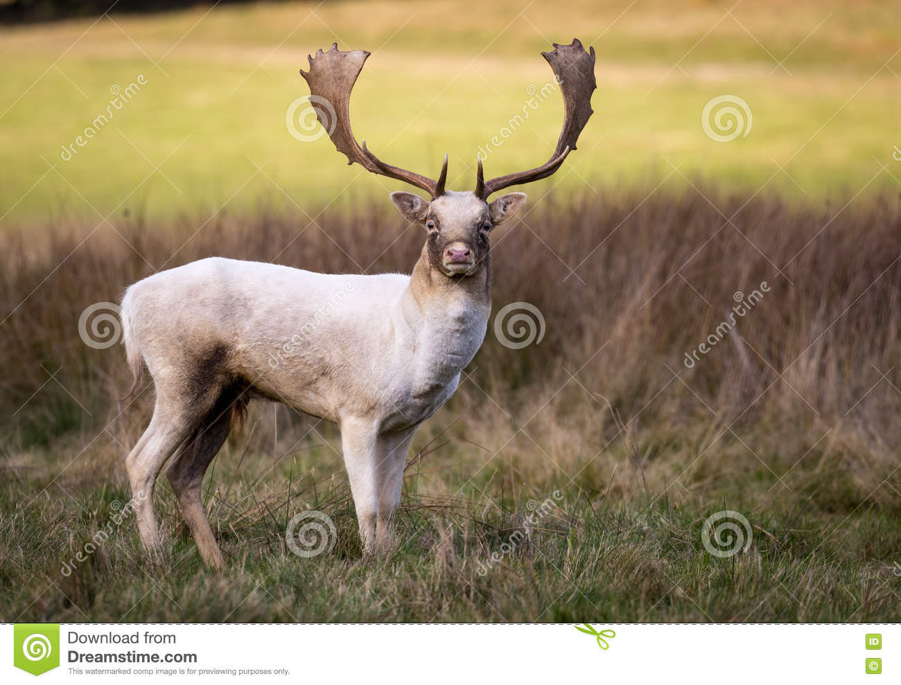 Deer During The Rut Stock Image. Image Of Tail, Fern-When Does Deer Rut Start In Pa