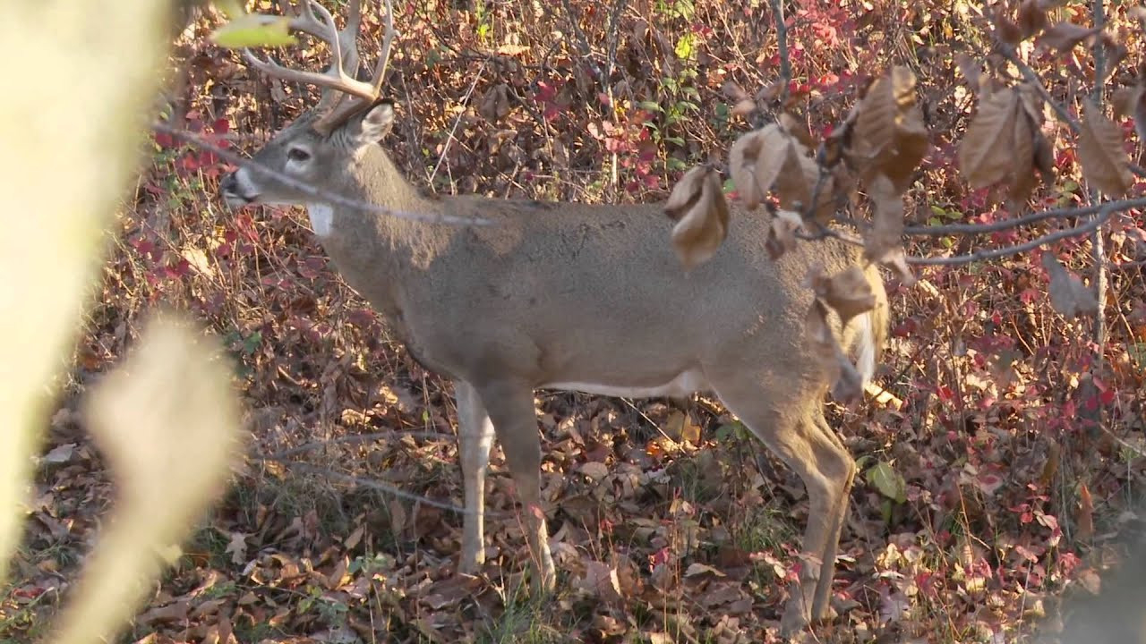 Deer Hunting The Rut In Missouri - Youtube-When Is The Rut In Maryland 2021