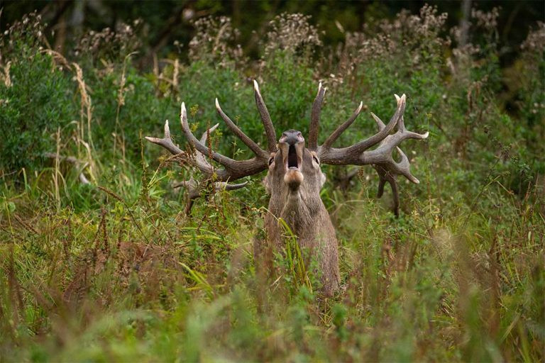 Deer Rutting Season In The Scottish Highlands | Loch Ness 360°-When Does Deer Rut Start In Pa