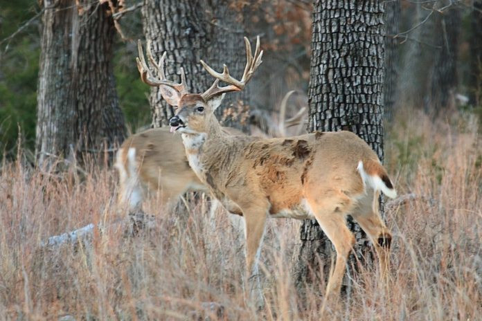 Drivers Be Alert, Deer Breeding Season Is Here - 95.3 Mnc-Michigan Deer Rut 2021