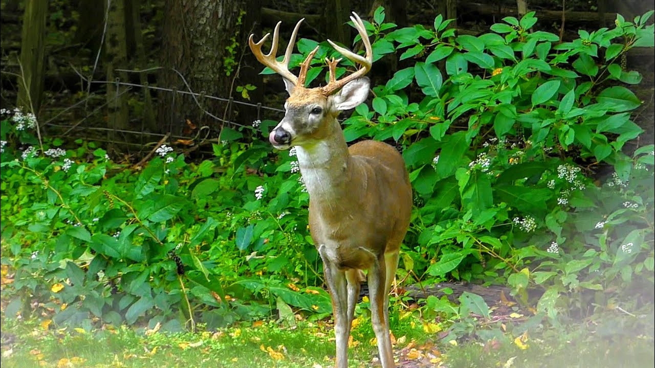Fall Ohio Hunt 2020 Whitetail Deer - Buck - Youtube-Ohio Deer Rut Predition 2021