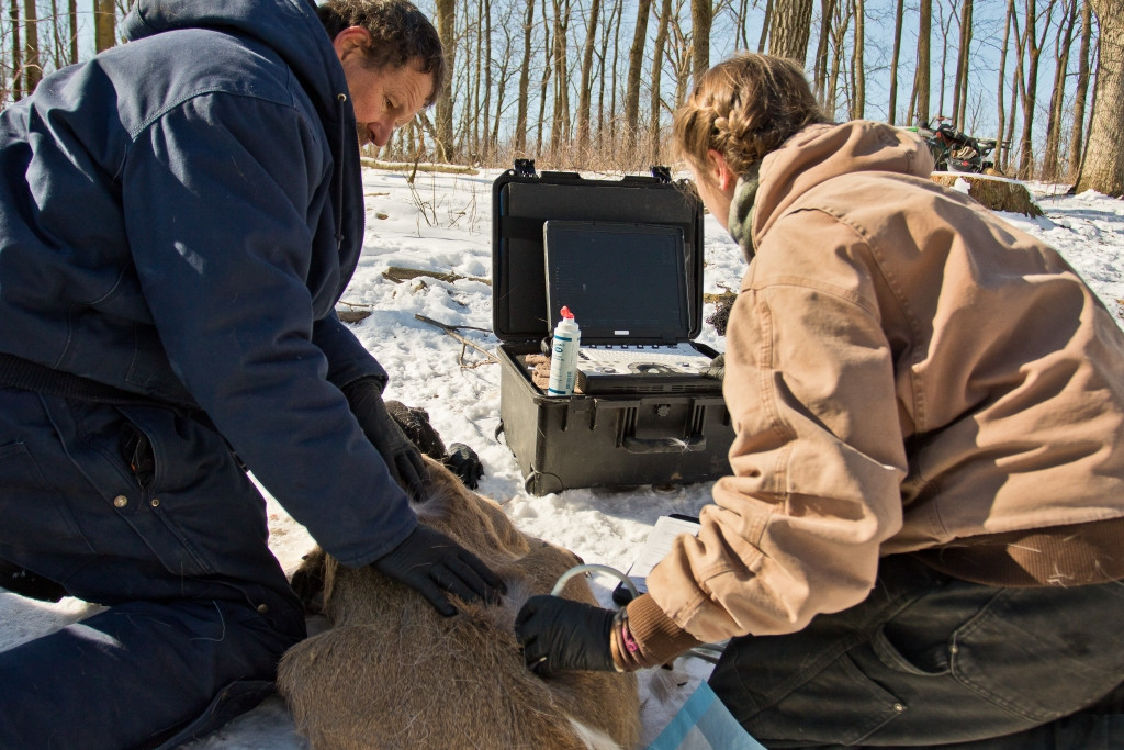 Field Notes Newsletter May 2021 | Wisconsin Dnr-2021 Wisconsin Deer Rut Forecast