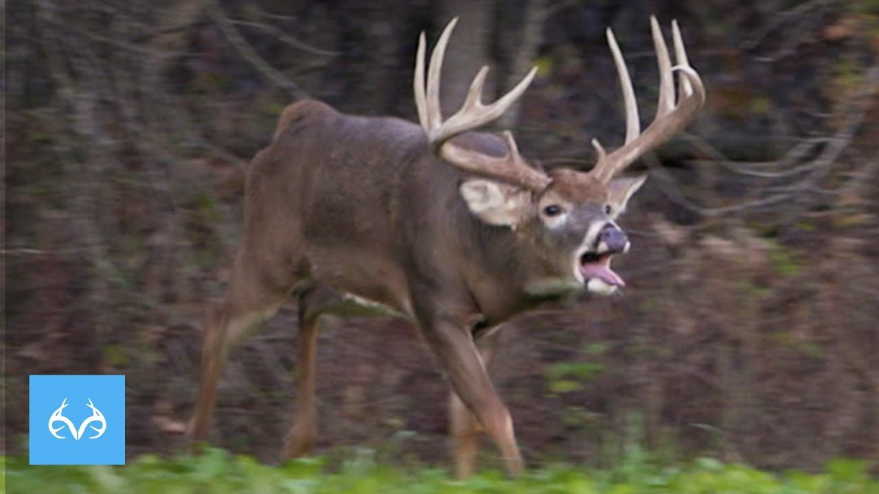 Giant Illinois Buck In Rut | Hunt With Gregg Ritz-2021 Rut Report Illinois