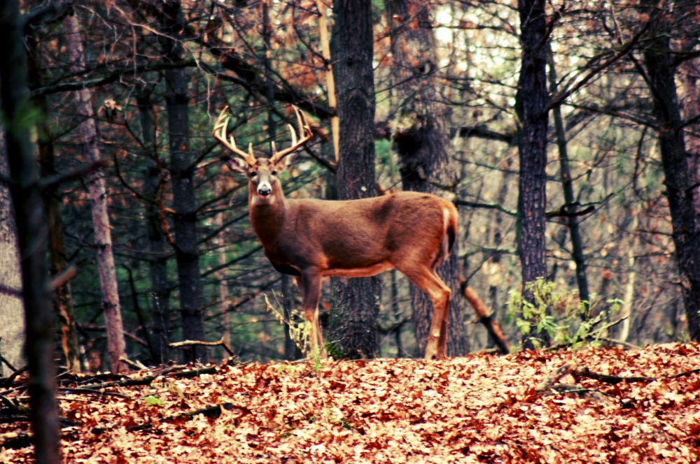 Guided Deer Hunting Wisconsin | High Fence Hunts Wi-Michigan Deer Rut 2021