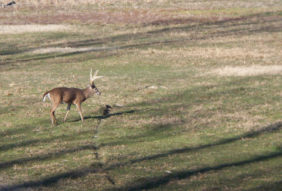 How The Southern Whitetail Rut Differs From The Rest Of-When Does Deer Rut Start In Pa