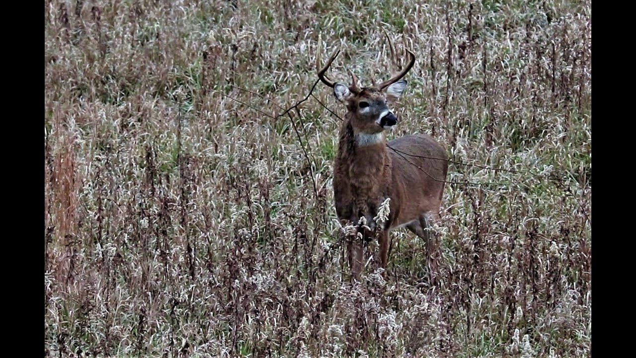Hunting Bucks During The Rut In Illinois - Brown County-Il. Deer Rut Forcast