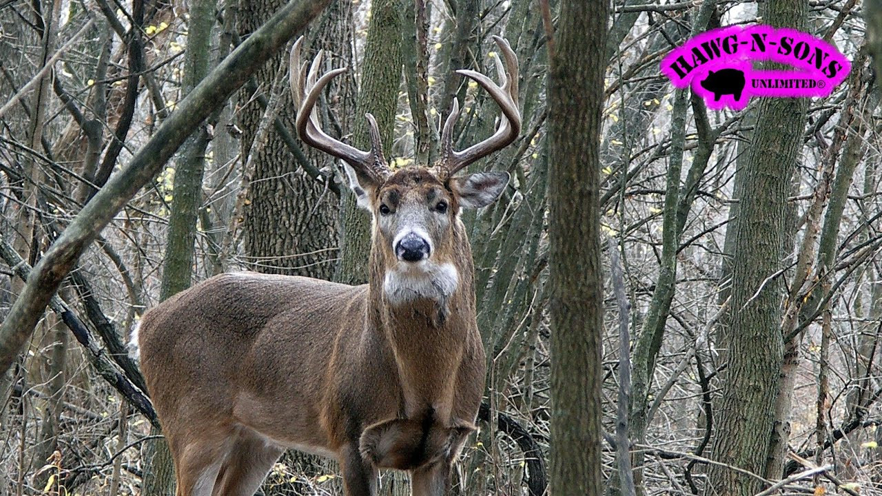 Illinois Deer Hunting Big Rutting Whitetail Bucks-Il. Deer Rut Forcast