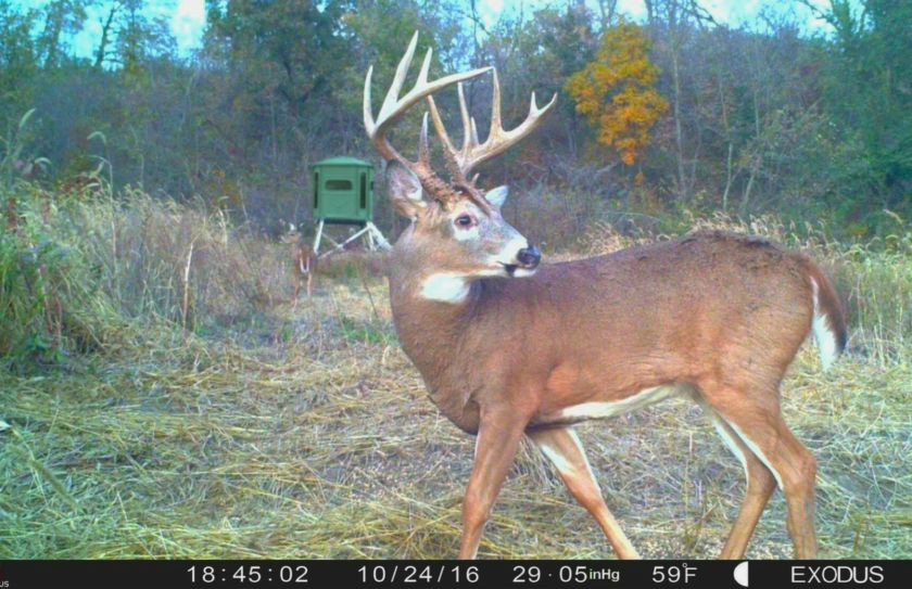 Late October Mature Buck Tactics | Whitetail Habitat Solutions-2021 Wisconsin Rut Predictions