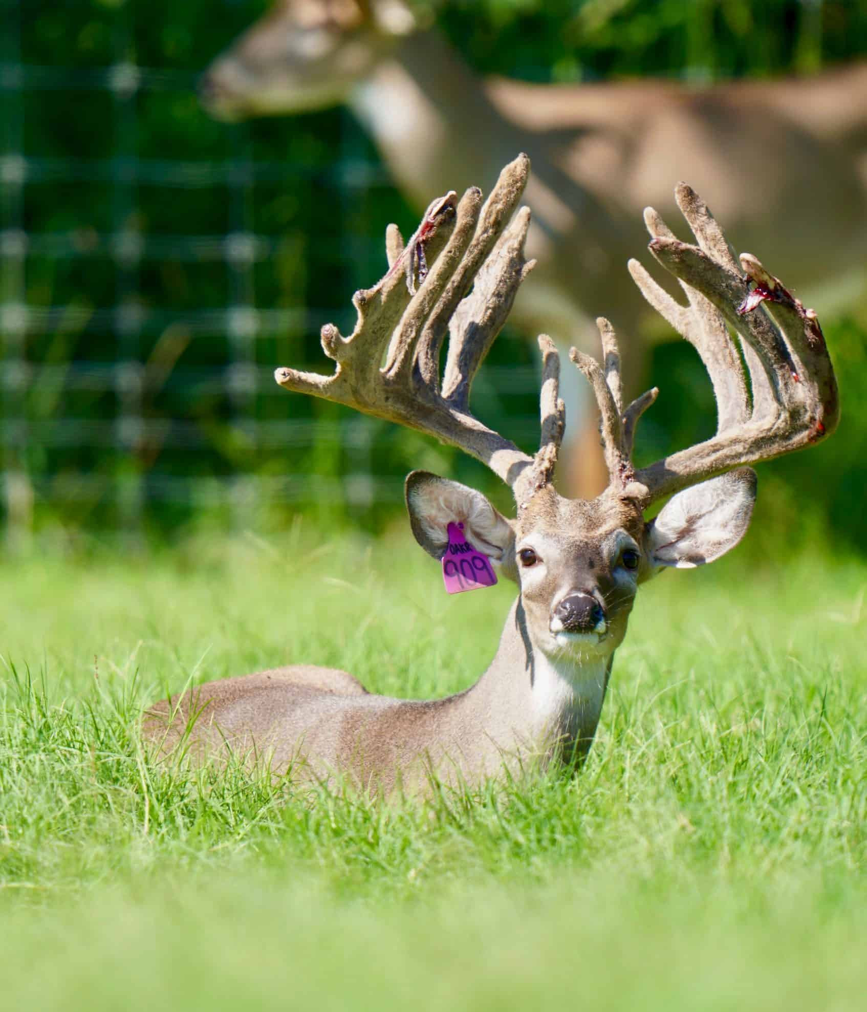 M3 Whitetails….. Made My Mcdecision…. - Deer Breeder In-Michigan Deer Rut 2021
