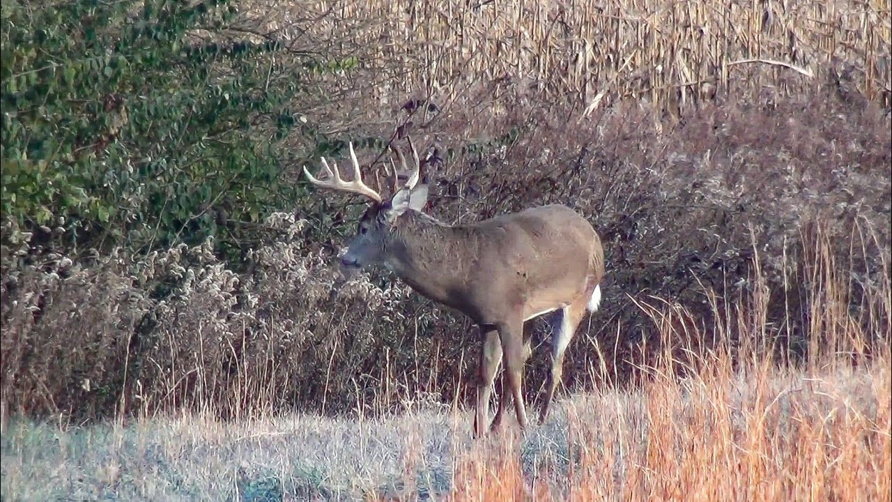 Ohio November Rut 2018 - 10 Point Whitetail Buck - By Pond-Ohio 2021 Deer Rut