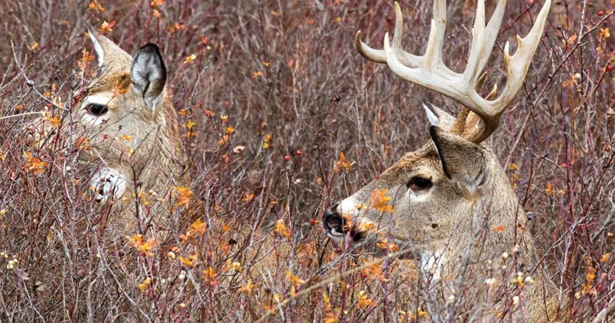 Peak Breeding Often Happens In Mid To Late November, When-Peak Deer Rut 2021