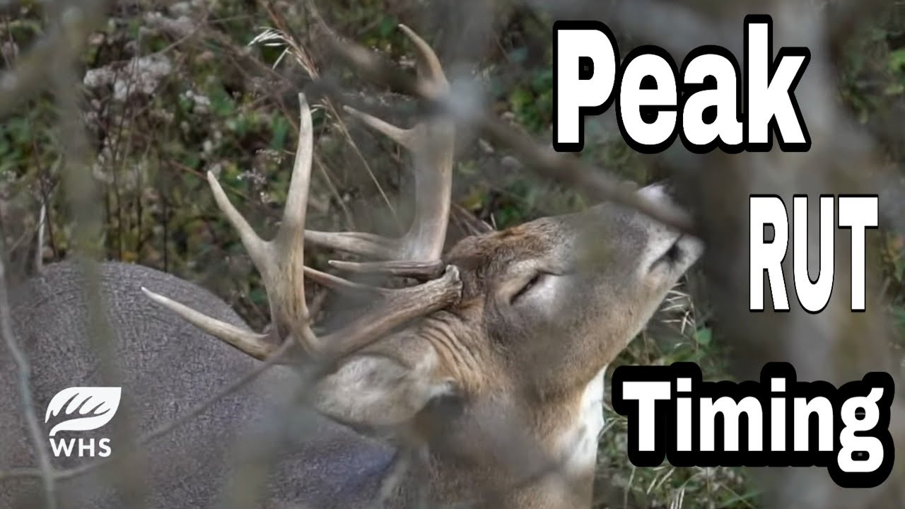 Peak Whitetail Rut Timing And Hunting Strategies - Youtube-Peak Deer Rut 2021