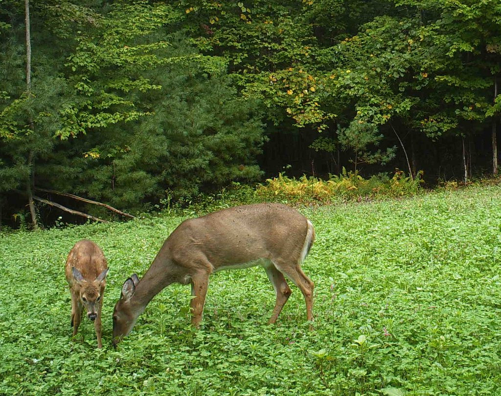 Penn State Deer-Forest Study-When Does Deer Rut Start In Pa