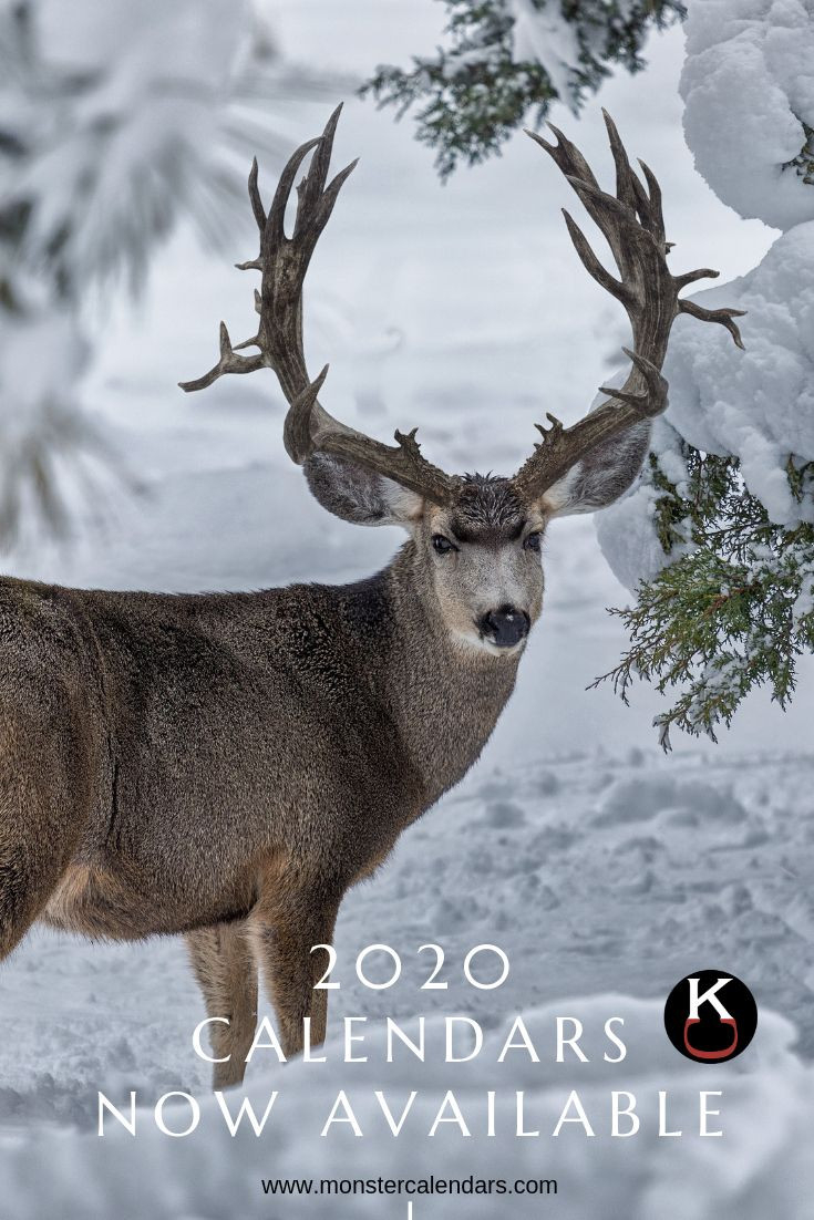 Pin On Mule Deer Pictures Regarding 2021 Deer And Deer-Deer And Deer Hunting 2021 Rut Calendar