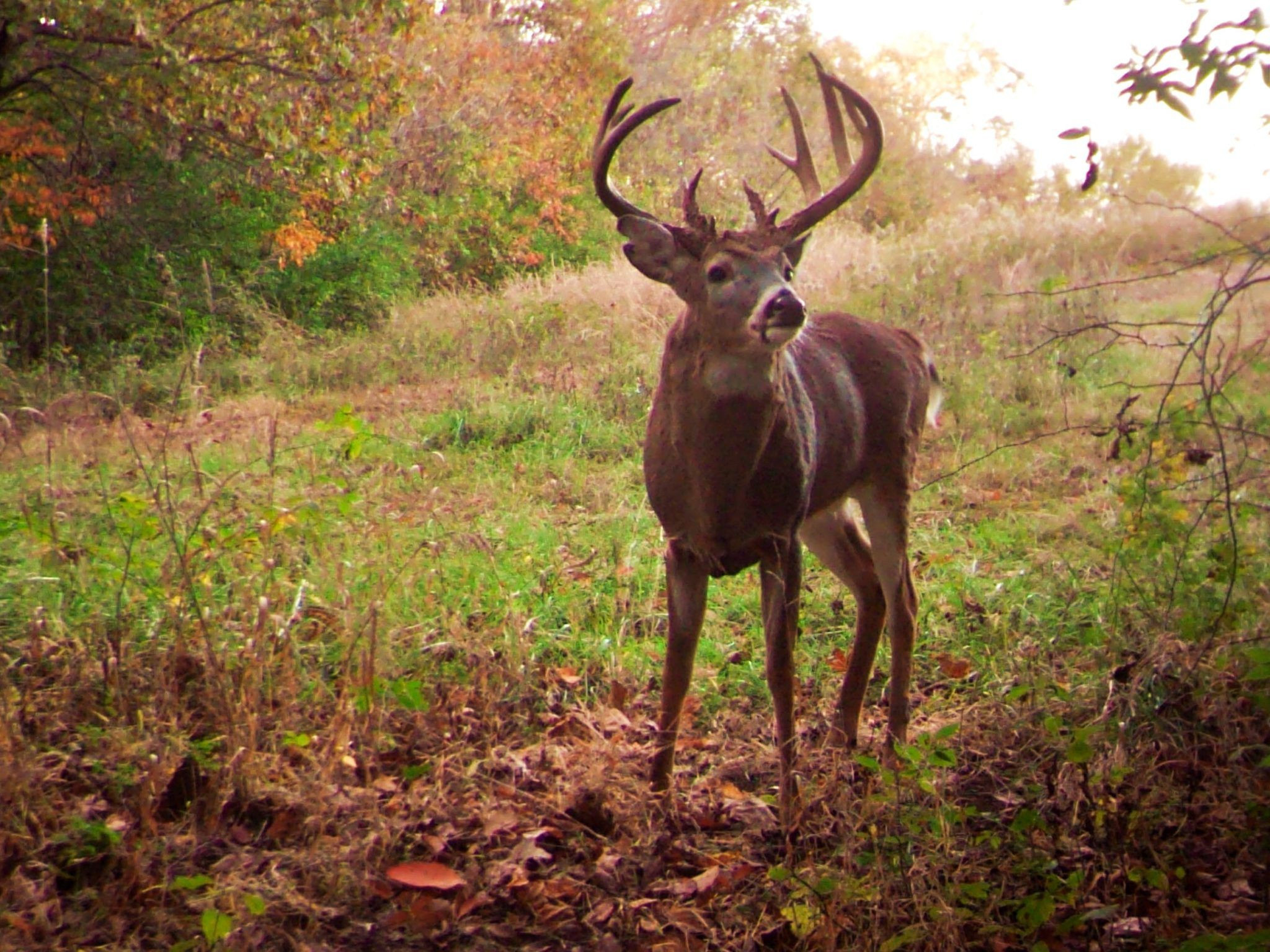 Pre Rut Deer Hunting, Decoys &amp; Calling | Heartland Lodge-2021 Whitetail Deer Rut