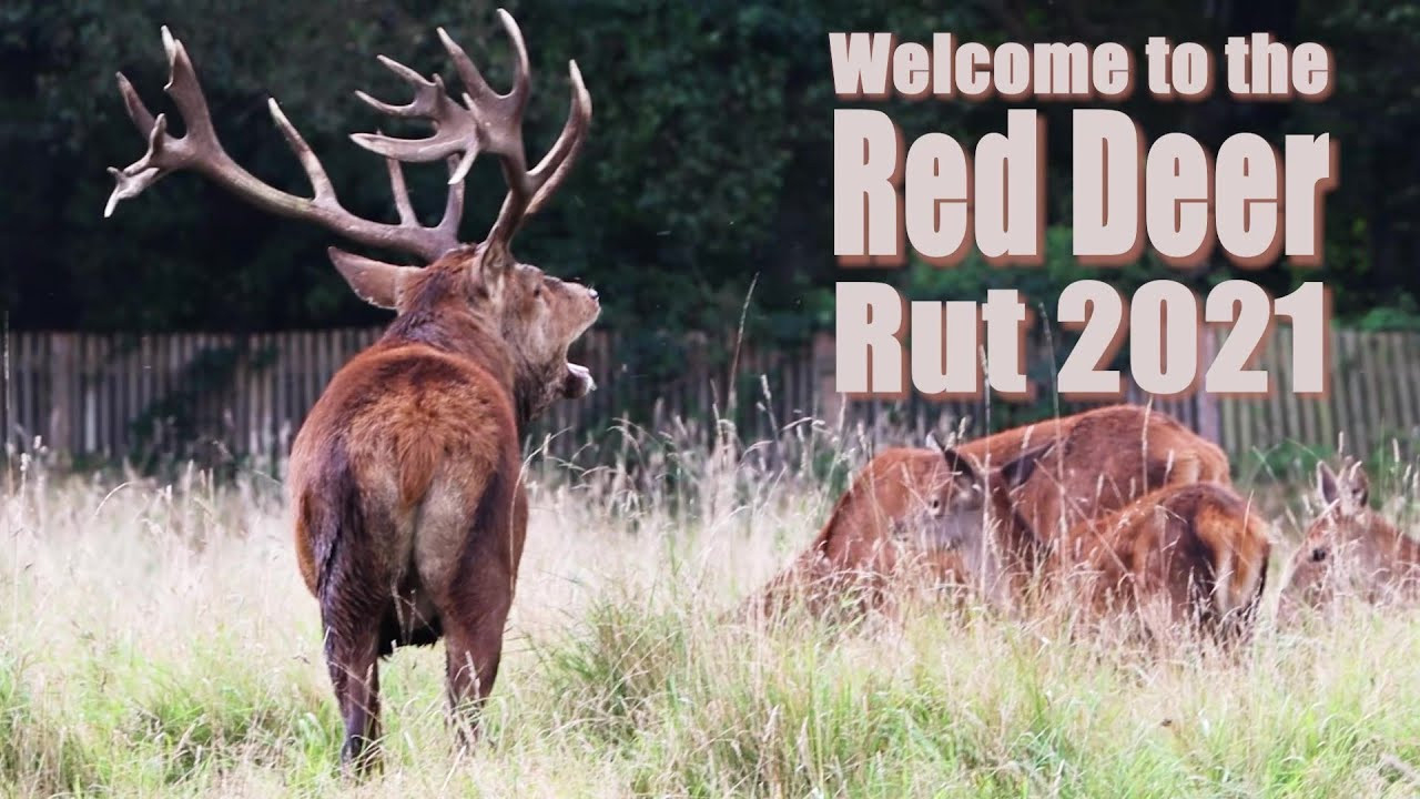 Red Deer In Peak Rutting Season 2021 - Bushy Park-Peak Deer Rut 2021