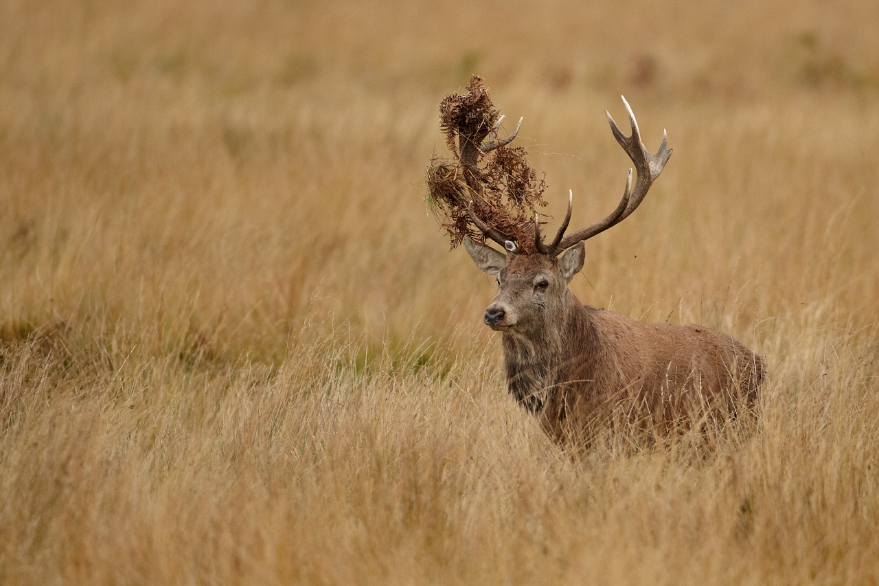 Red Deer Rut 2018-Deer Hunting Rut Calandar
