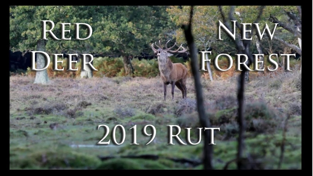 Red Deer Rut 2019 - The End - Youtube-2021 Wisconsin Deer Rut Forecast