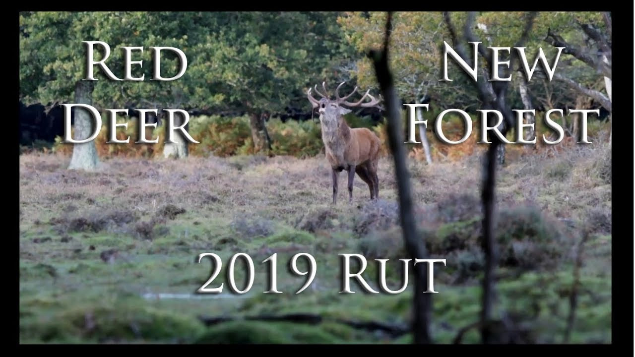 Red Deer Rut 2019 - The End - Youtube-2021 Wisconsin Rut Predictions