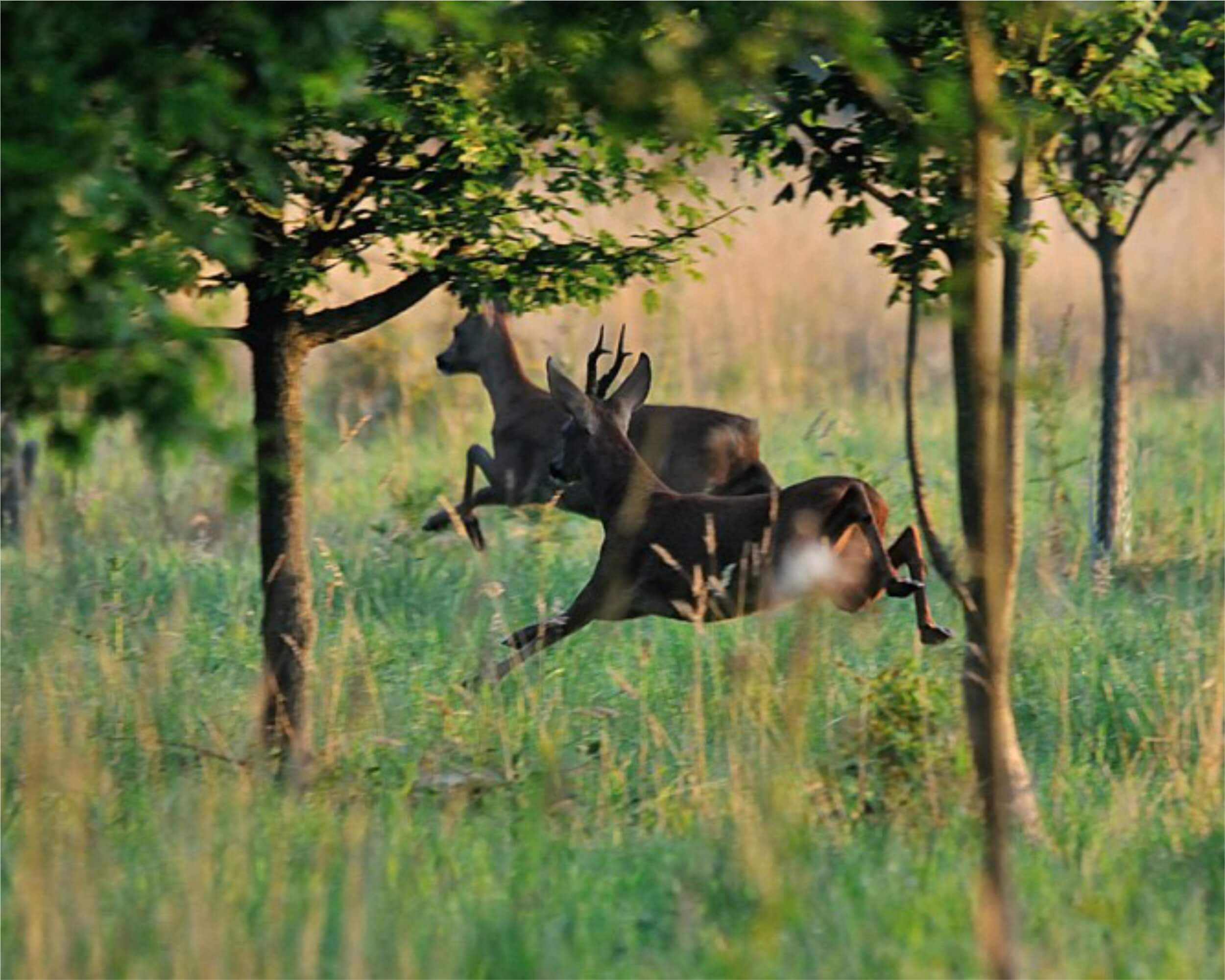 Roe Deer Hunting In Romania-Area 1 In Louisiana Deer Rut