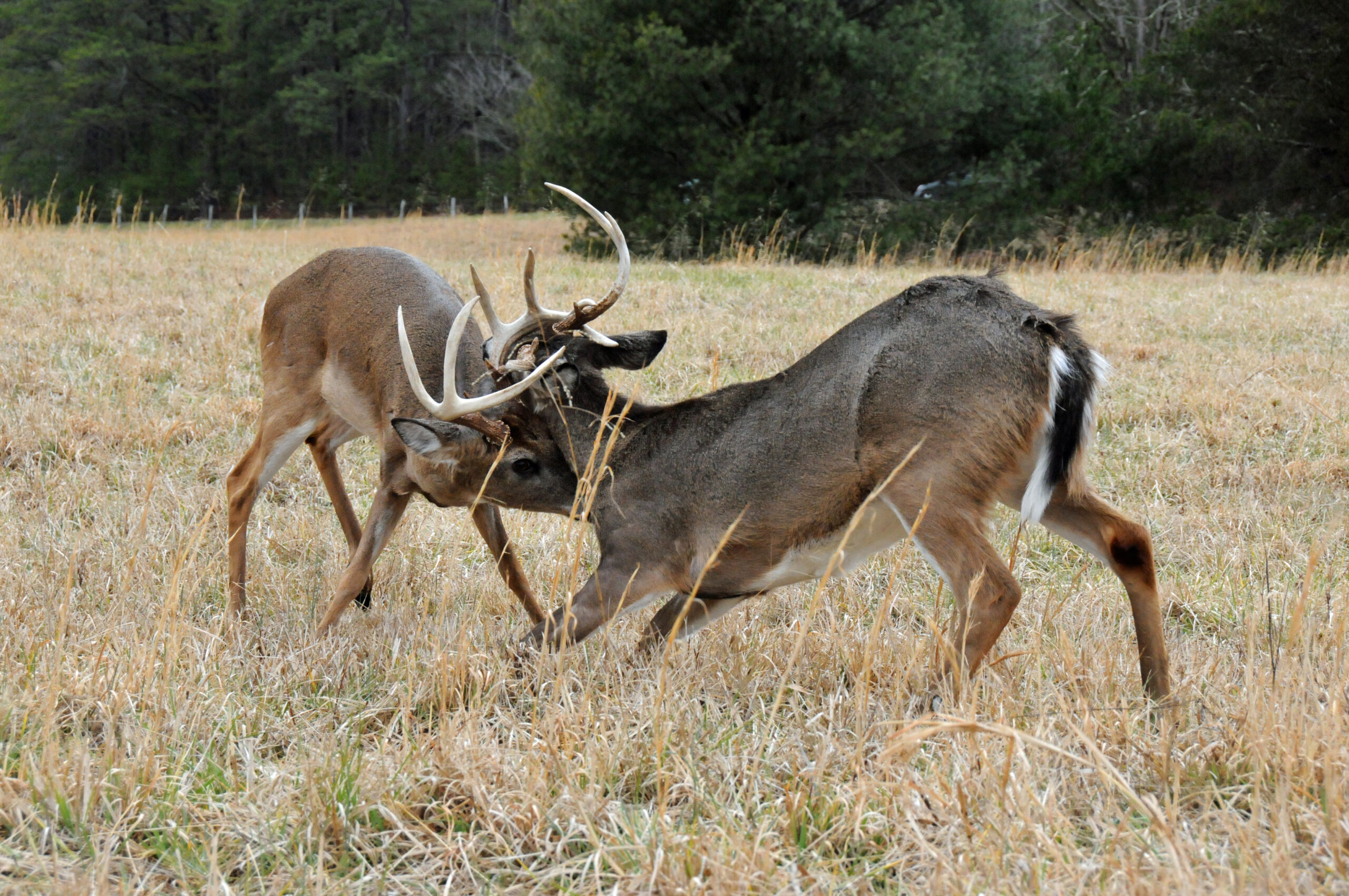 Rutting Buck Kills Large Dog | Realtree Camo-Ohio 2021 Deer Rut