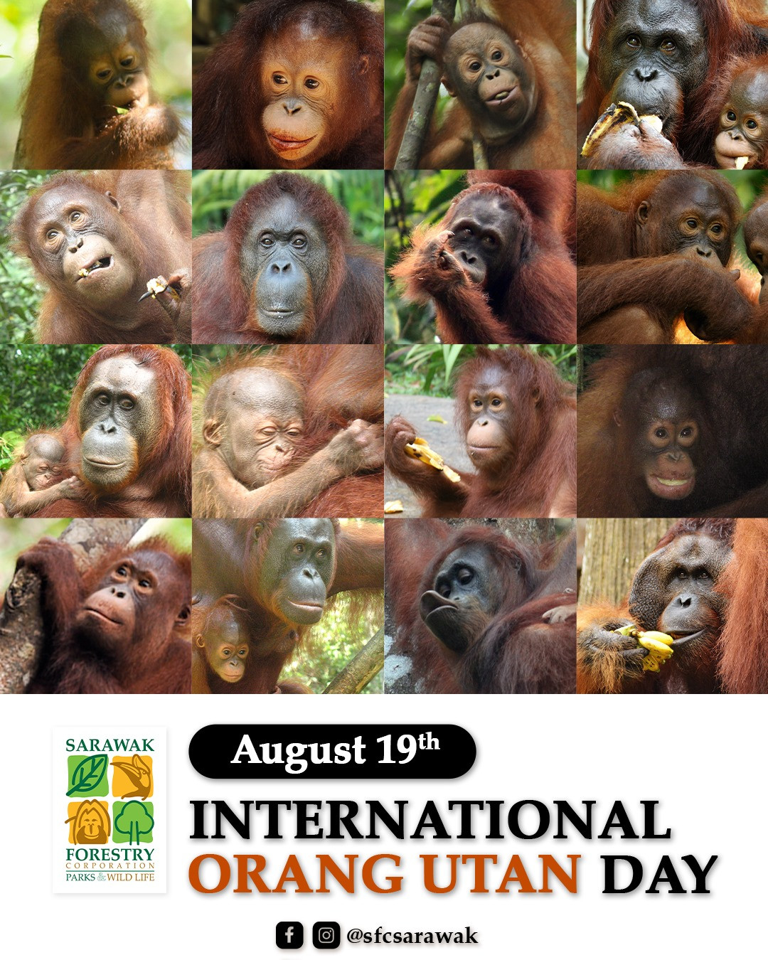 Selamat Hari Orang Utan Sedunia 2021 | Sarawak Forestry-2021 Sarawak Calendar