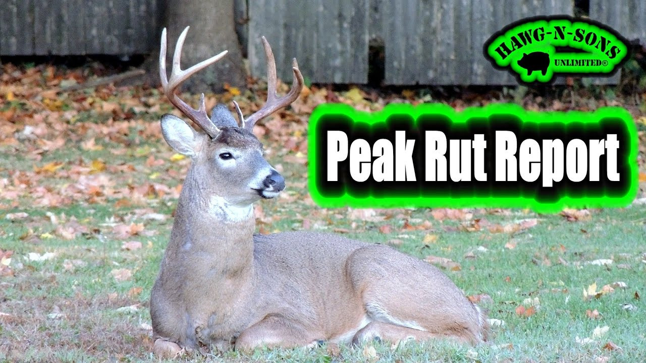 Self Filmed Whitetail Deer Hunting Rut Report Big Illinois-Il. Deer Rut Forcast