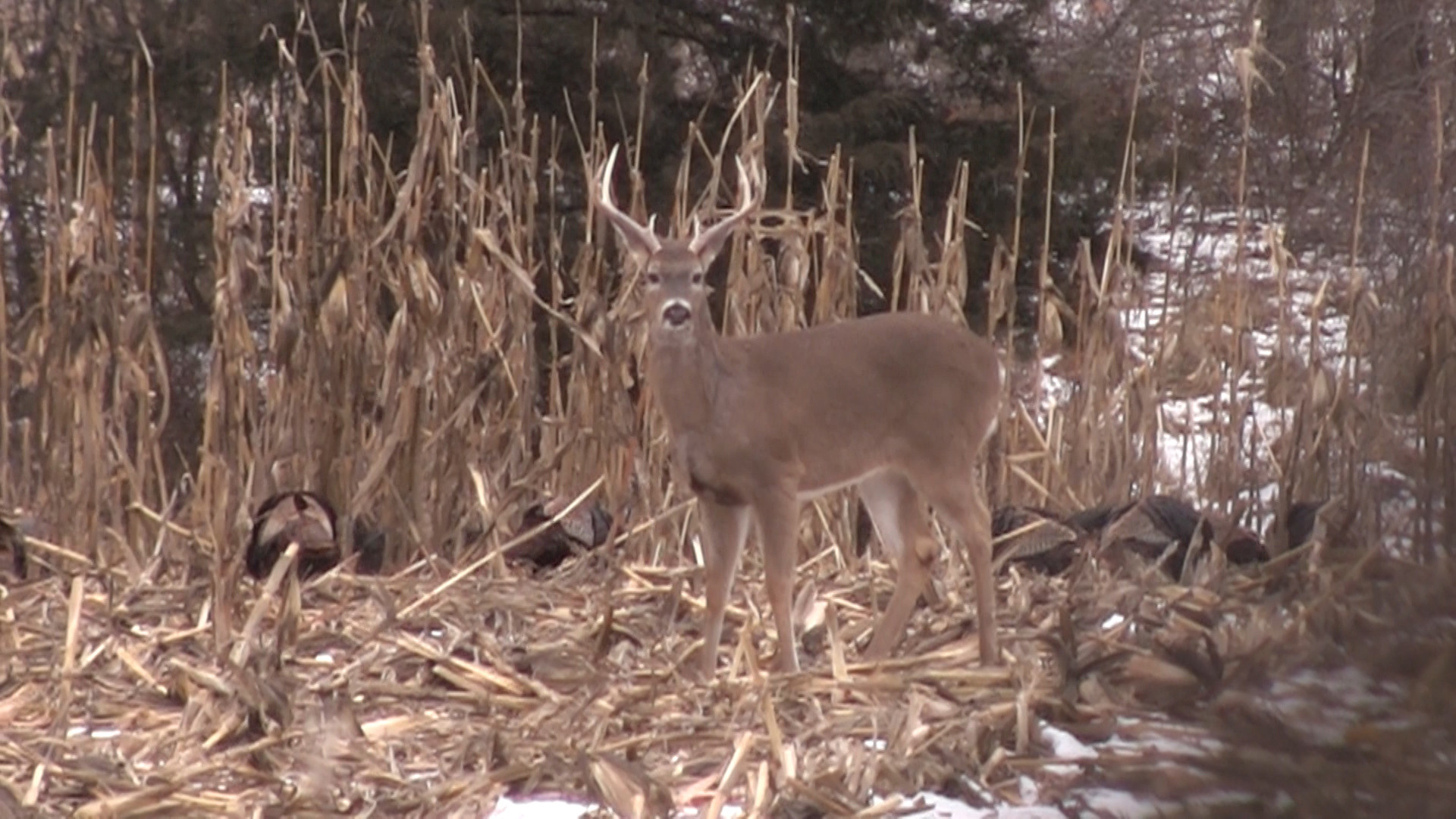 Should Hunters Expect To See Fewer Deer In 2014 Because Of-Michigan Deer Rut 2021