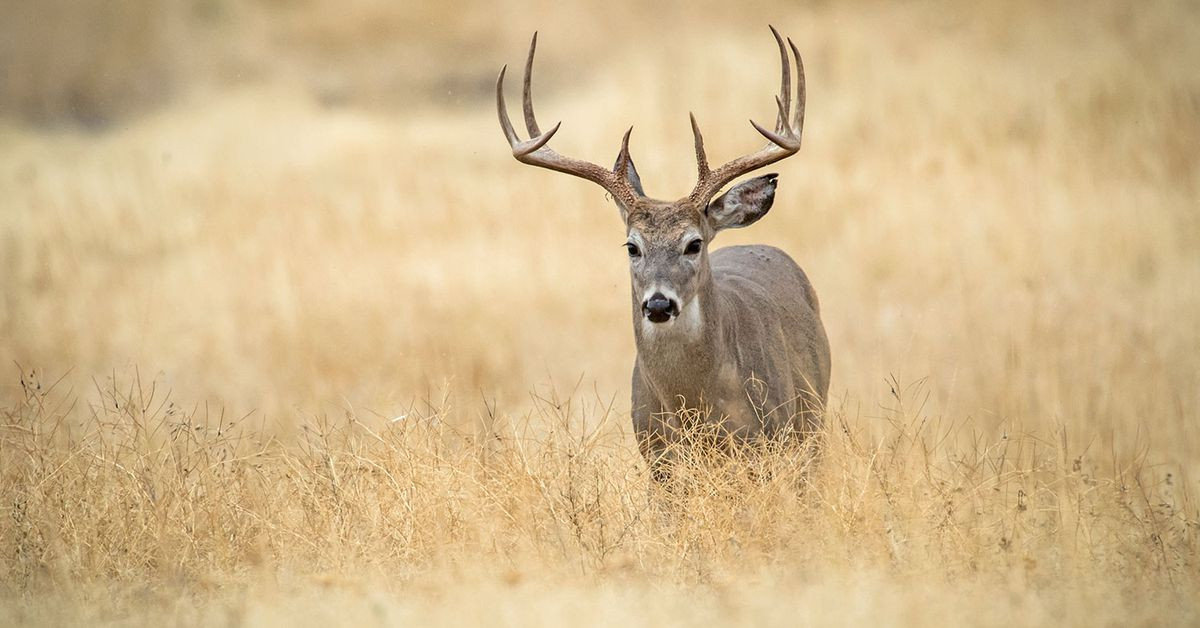 The 7 Best Days Of The 2020 Whitetail Deer Rut-Ohio 2021 Deer Rut