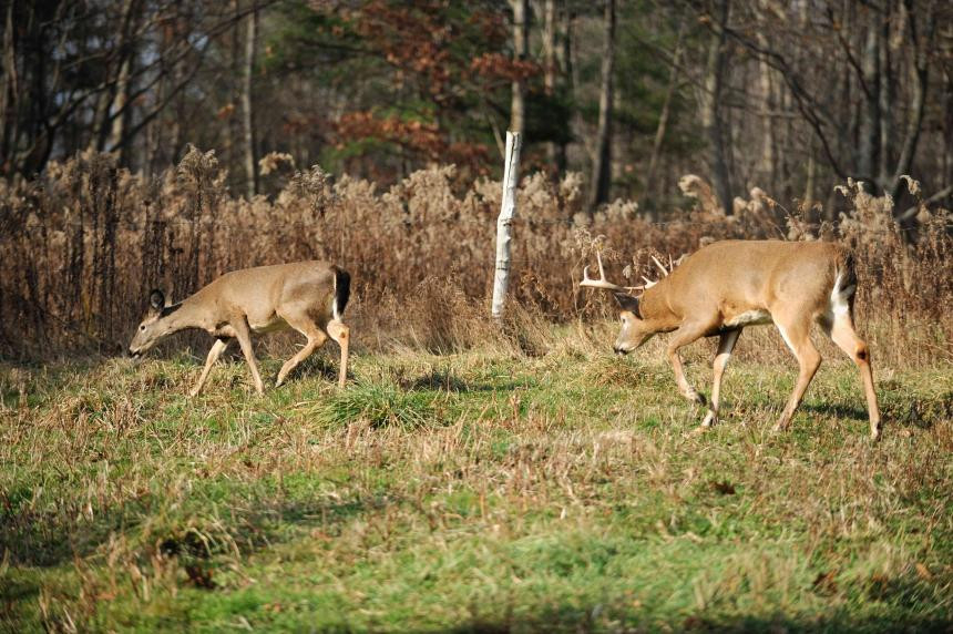 The Chasing Phase Of The Whitetail Rut | Deer Hunting-Stages Of The 2021 Whitetail Rut