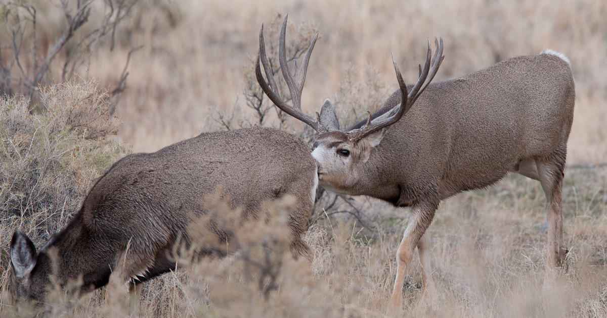 The Science Behind The Mule Deer Rut | Gohunt-Deer &amp;amp; Deer Hunting Rut Calendar