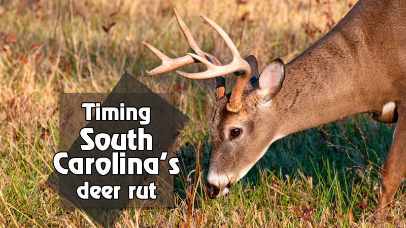 Timing-South-Carolina'S-Deer-Rut-Main - Carolina Sportsman-2021 Wisconsin Deer Rut Forecast