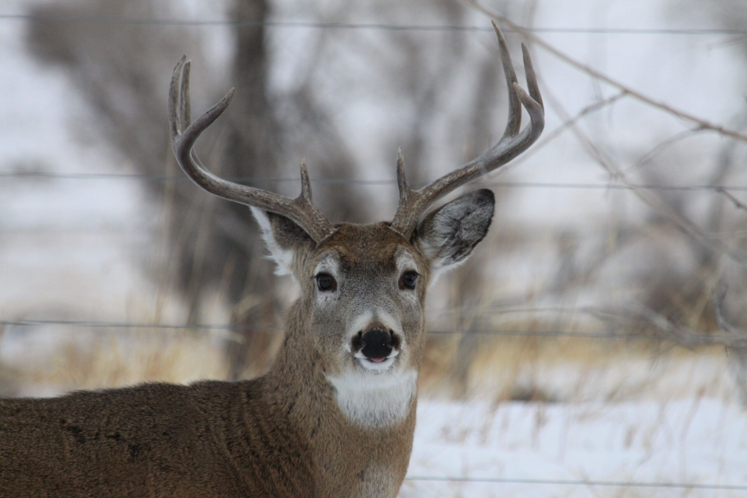 What Is Deer Rut Season? - Effective Wildlife Solutions-Area 1 In Louisiana Deer Rut