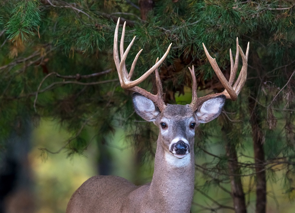 What'S New For The 2020-2021 Hunting Seasons | The Cullman-2021 Whitetail Rut Calendar Ohio