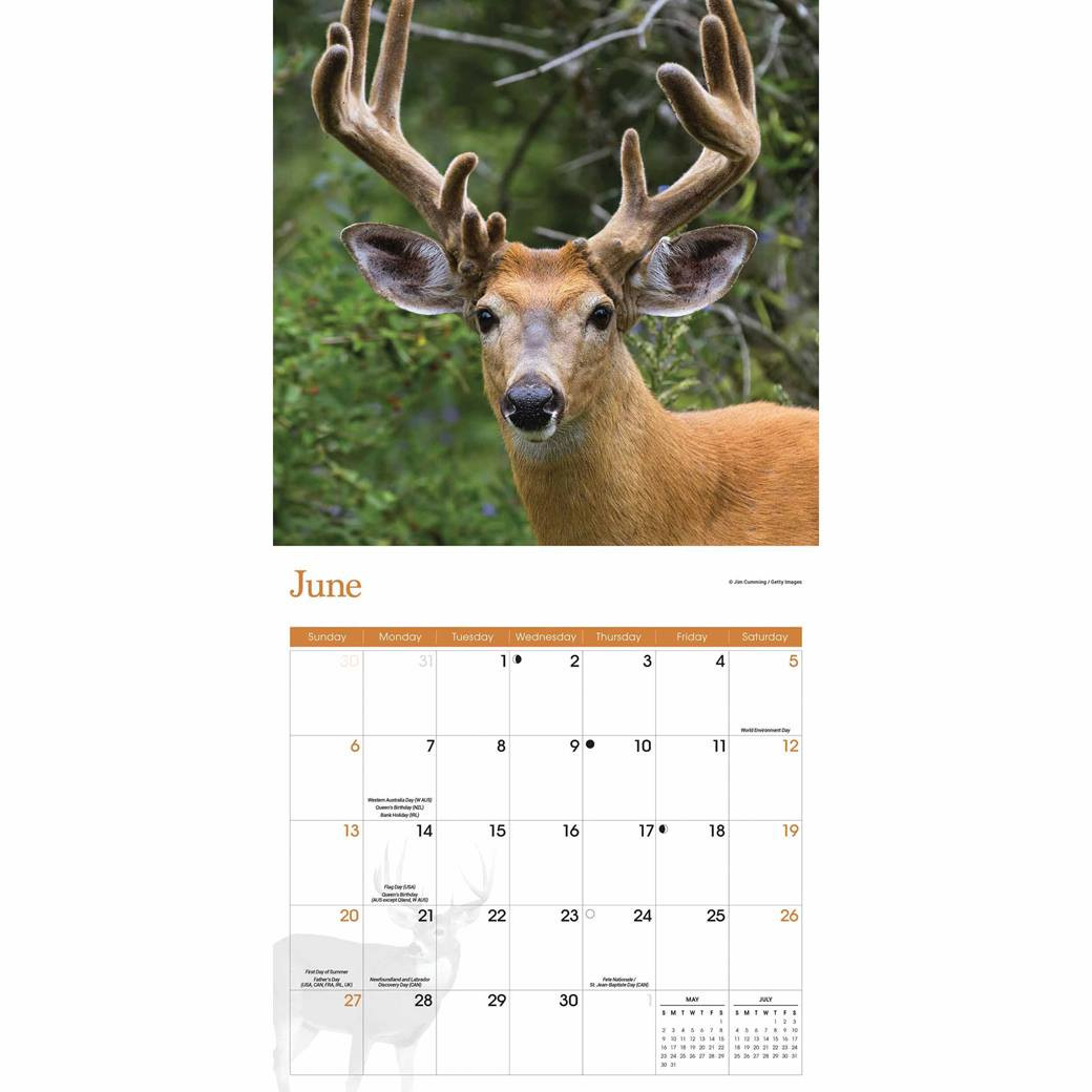 White-Tailed Deer Calendar 2021 At Calendar Club-What Is The Whitetail Rut Prediction For 2021